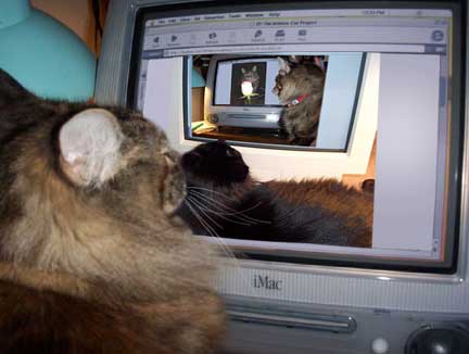 The Infinite Cat Project